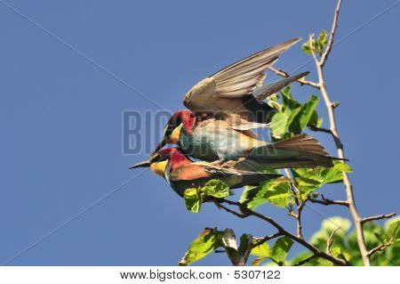 apiaster merops สนุกสนาน