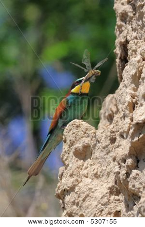 apiaster merops กับแมลงวันมังกร