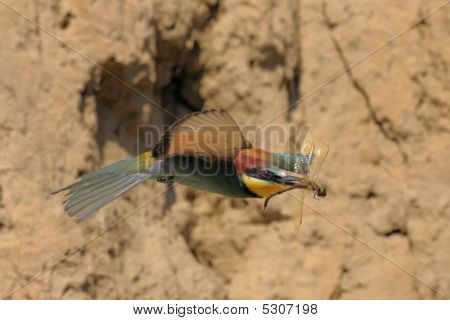 merops apiaster