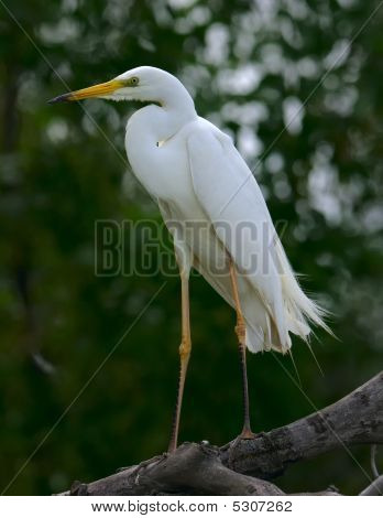 nagy aigrette