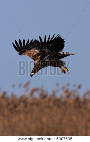 Wildlife