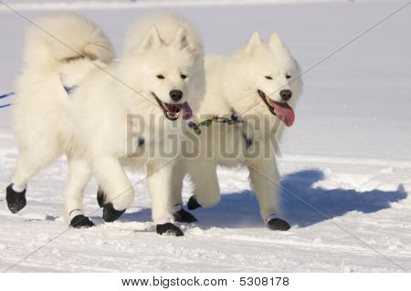 หน้า Huskie