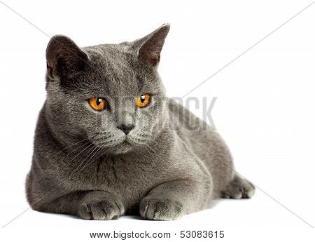 British Cat