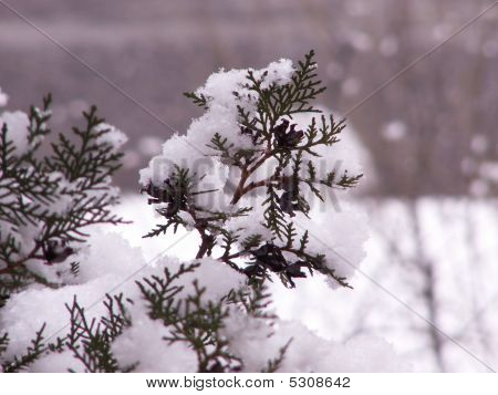Snö på grenarna