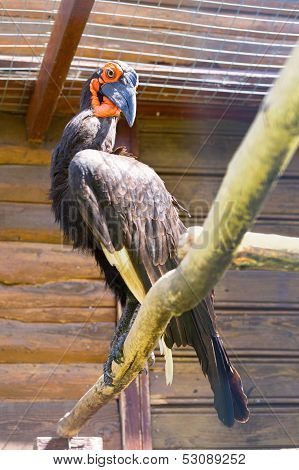 Southem Ground Hornbill