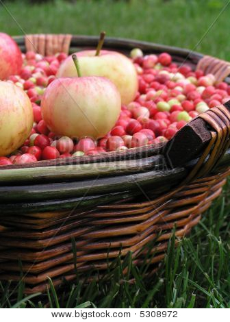 Äpfel und Preiselbeeren im Korb