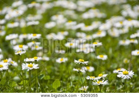 Bonitos para fotos Camomiles em uma grama verde