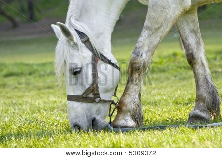 Il bellissimo cavallo bianco