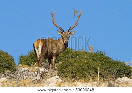 Male Deer