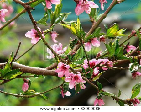 the peach blossom