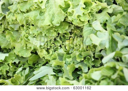 Fresh Lactuca Sativa Leaf.