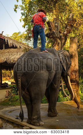 Elephant