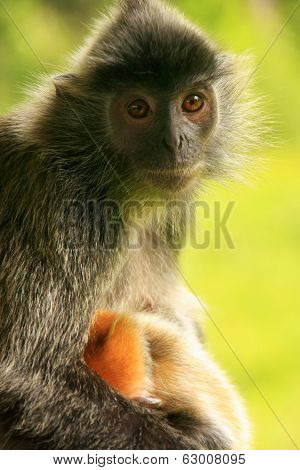 Silvered Leaf Monkey With A Young Baby, Borneo, Malaysia