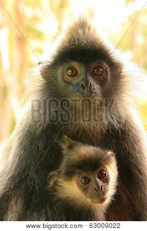 Silvered Leaf Monkey With A Baby, Borneo, Malaysia