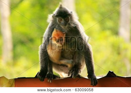 Silvered Leaf Monkey With A Young Baby, Borneo, Malaysia
