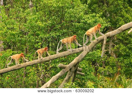 Proboscis Monkeys On A Tree, Borneo, Malaysia