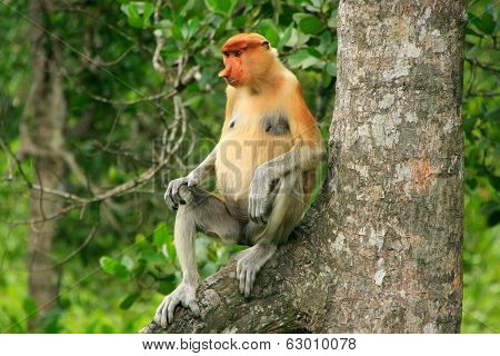 Proboscis Monkey Sitting On A Tree, Borneo, Malaysia