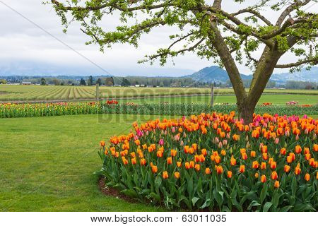 Spring Tulips In Idyllic Rural Agricultural Landscape