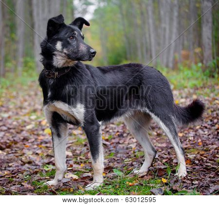 Mixed breed dog in the autumn forest