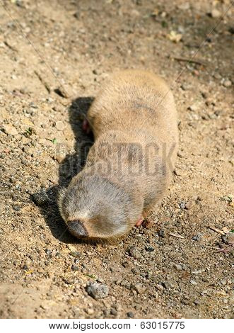 Lesser Mole Rat.