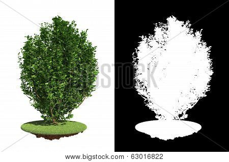 Green Bush with green grass on White Background.