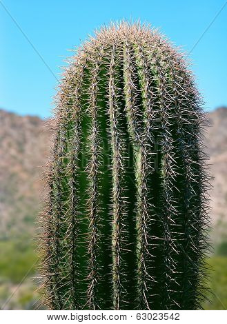 Saguaro Cactus