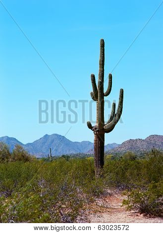 Saguaro Cactus