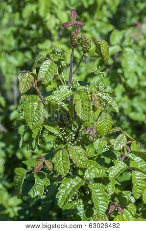 Poison Oak