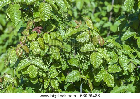Poison Oak