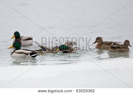 Duck Fight