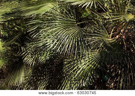 Tropical Shrub With Leaves In Summer