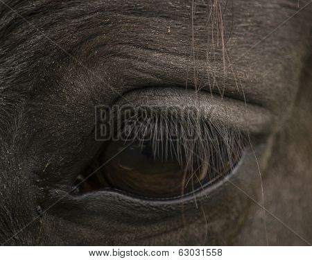 Horse Eye