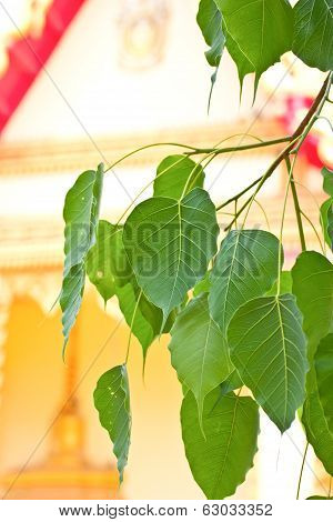 Bodhi Leaf With A Temple Background.
