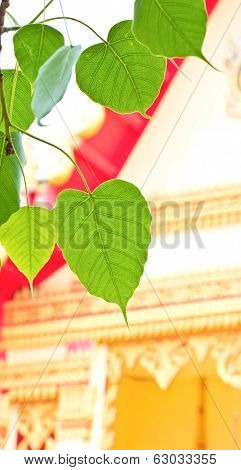 Bodhi Leaf With A Temple Background.