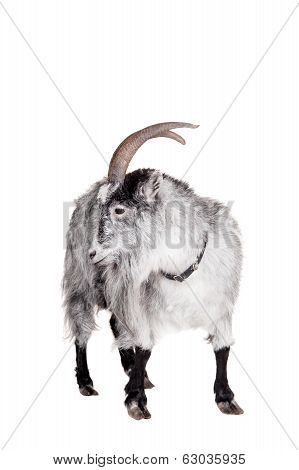 Goat Isolated On White