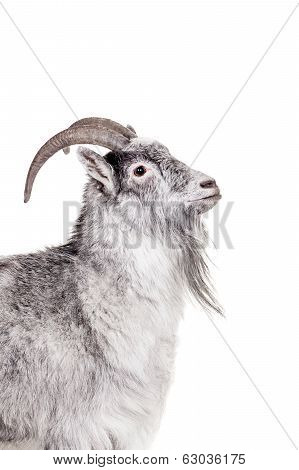 Goat Isolated On White