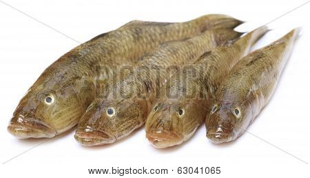 Tank Goby Of Popular Bele Fish Of Indian Subcontinent