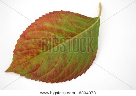 Feuille d'automne
