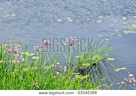 Butomus Umbellatus With Water