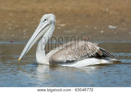 Pink-backed Pelican Floating Slowly By