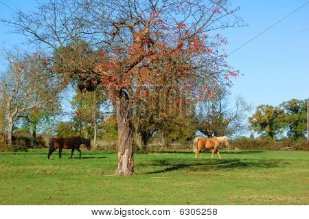 Dia de outono de cavalos