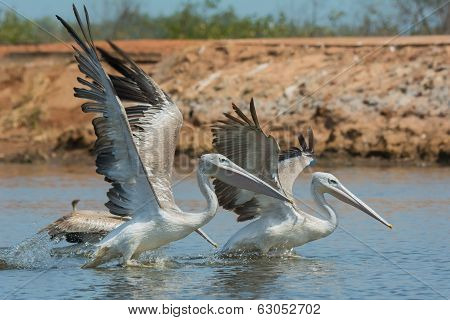 Pink-backed Pelicans Rushing Forward To Catch Fish