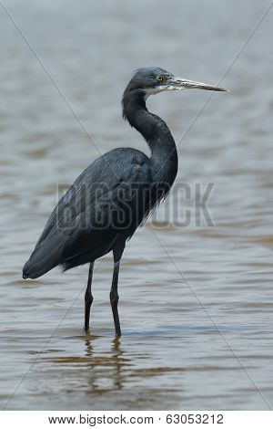 Western Reef Heron Standing In Shallow Water