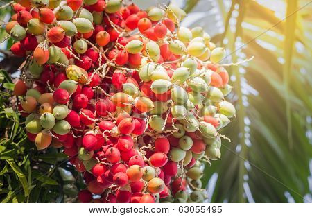 Lipstick Palm Or Sealing-wax Palm Or  Raja Palm Under Sunlight