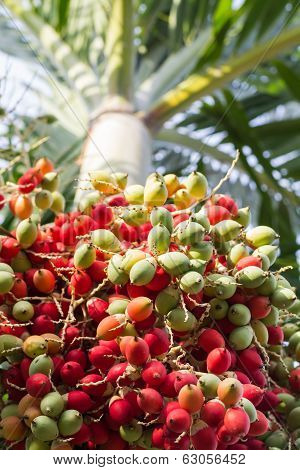 Lipstick Palm Or Sealing-wax Palm Or  Raja Palm Under Sunlight