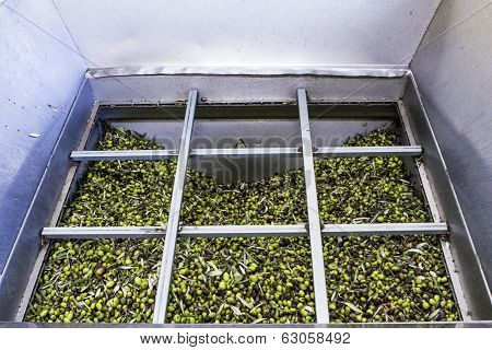 Olive Harvest
