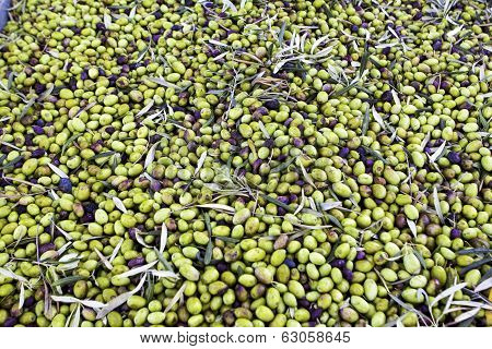 Olive Harvest