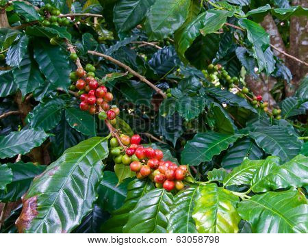 The Coffee Tree With Ripe Bean In The Farm