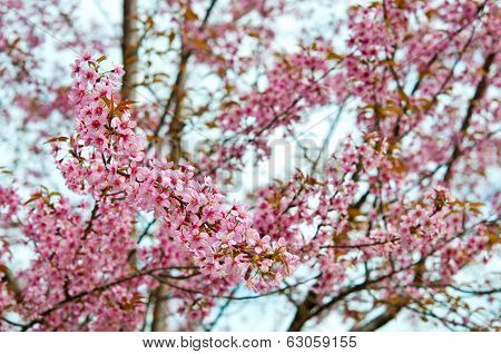 The Wild Himalayan Cherry With Blue Sky