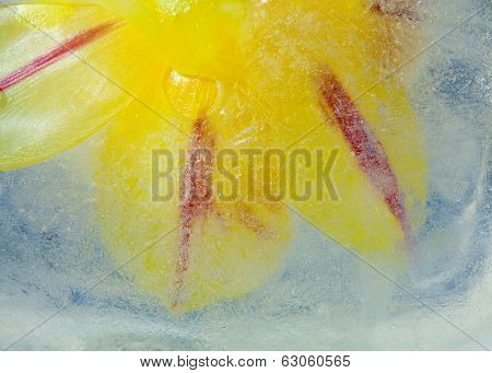 Icy Plants